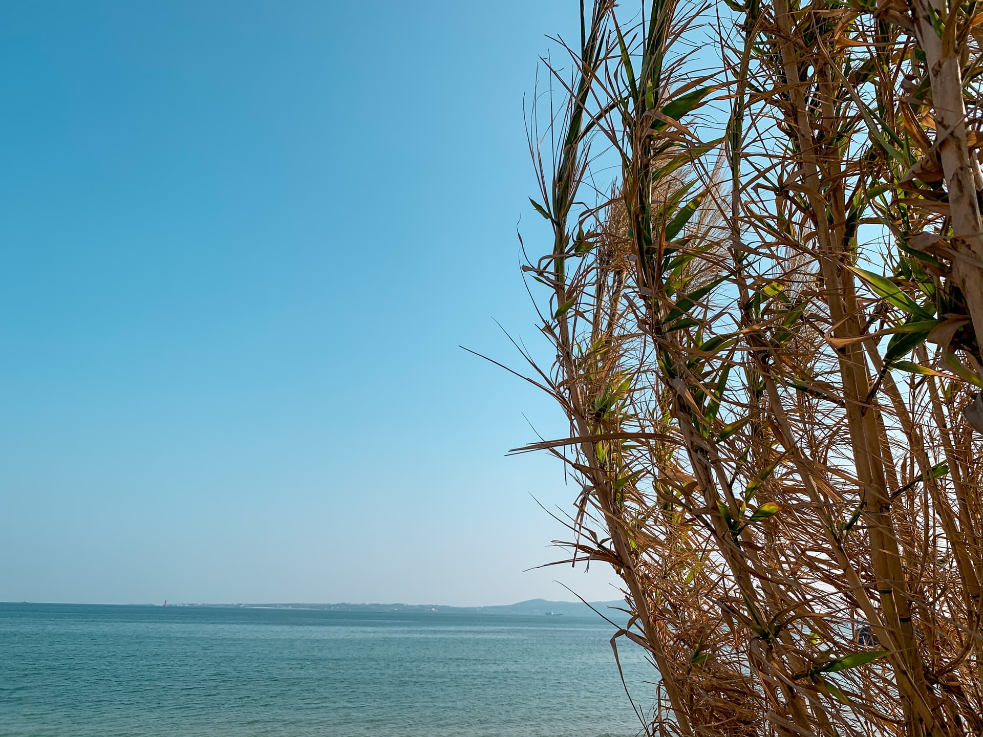 Riet aan zee